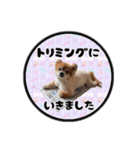 ミックス犬のポン太くん。ゆうゆう。（個別スタンプ：40）