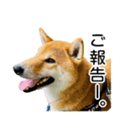 日常的な会話をする柴犬_4（個別スタンプ：1）