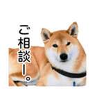 日常的な会話をする柴犬_4（個別スタンプ：2）