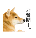 日常的な会話をする柴犬_4（個別スタンプ：3）