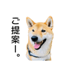 日常的な会話をする柴犬_4（個別スタンプ：4）