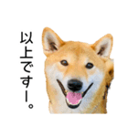 日常的な会話をする柴犬_4（個別スタンプ：5）