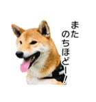日常的な会話をする柴犬_4（個別スタンプ：6）
