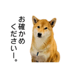 日常的な会話をする柴犬_4（個別スタンプ：7）