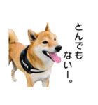 日常的な会話をする柴犬_4（個別スタンプ：8）