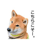 日常的な会話をする柴犬_4（個別スタンプ：9）