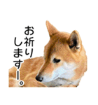 日常的な会話をする柴犬_4（個別スタンプ：10）