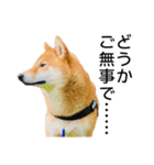日常的な会話をする柴犬_4（個別スタンプ：11）