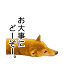 日常的な会話をする柴犬_4（個別スタンプ：12）