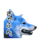日常的な会話をする柴犬_4（個別スタンプ：13）