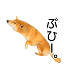 日常的な会話をする柴犬_4（個別スタンプ：14）