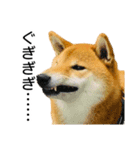 日常的な会話をする柴犬_4（個別スタンプ：15）