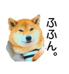 日常的な会話をする柴犬_4（個別スタンプ：16）