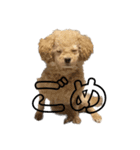 変な顔の犬展（個別スタンプ：1）