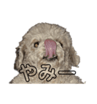 変な顔の犬展（個別スタンプ：2）