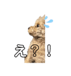 変な顔の犬展（個別スタンプ：4）