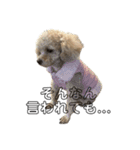 変な顔の犬展（個別スタンプ：11）