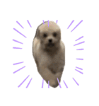 変な顔の犬展（個別スタンプ：13）