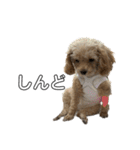変な顔の犬展（個別スタンプ：20）