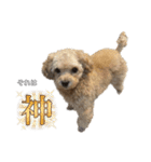変な顔の犬展（個別スタンプ：24）