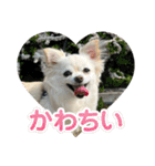 世界一可愛い犬ココちゃん（個別スタンプ：1）