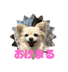 世界一可愛い犬ココちゃん（個別スタンプ：3）