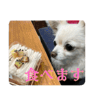 世界一可愛い犬ココちゃん（個別スタンプ：20）