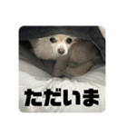 世界一可愛い犬ココちゃん（個別スタンプ：22）