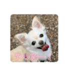 世界一可愛い犬ココちゃん（個別スタンプ：24）