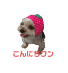 まっくとぎんちゃん（個別スタンプ：1）