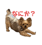 まっくとぎんちゃん（個別スタンプ：3）