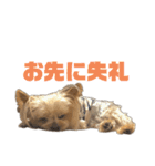 まっくとぎんちゃん（個別スタンプ：11）