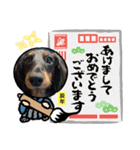 まろ犬モカのお正月（個別スタンプ：1）