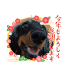 まろ犬モカのお正月（個別スタンプ：4）