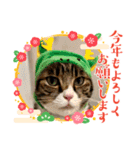 キャッツの新年のご挨拶スタンプ（個別スタンプ：1）