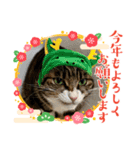 キャッツの新年のご挨拶スタンプ（個別スタンプ：2）