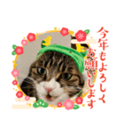 キャッツの新年のご挨拶スタンプ（個別スタンプ：3）