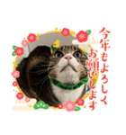 キャッツの新年のご挨拶スタンプ（個別スタンプ：4）