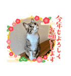 キャッツの新年のご挨拶スタンプ（個別スタンプ：5）