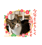 キャッツの新年のご挨拶スタンプ（個別スタンプ：6）