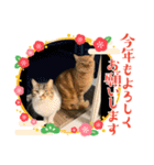 キャッツの新年のご挨拶スタンプ（個別スタンプ：7）