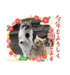 キャッツの新年のご挨拶スタンプ（個別スタンプ：8）