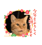キャッツの新年のご挨拶スタンプ（個別スタンプ：9）