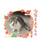 キャッツの新年のご挨拶スタンプ（個別スタンプ：10）