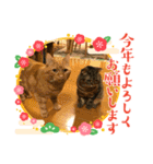 キャッツの新年のご挨拶スタンプ（個別スタンプ：11）