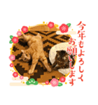 キャッツの新年のご挨拶スタンプ（個別スタンプ：12）