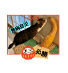キャッツの新年のご挨拶スタンプ（個別スタンプ：13）