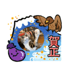 キャッツの新年のご挨拶スタンプ（個別スタンプ：15）