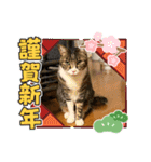 キャッツの新年のご挨拶スタンプ（個別スタンプ：16）