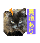 黒猫 ルナ院長134にゃんめ（個別スタンプ：1）